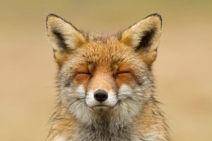zen-fox